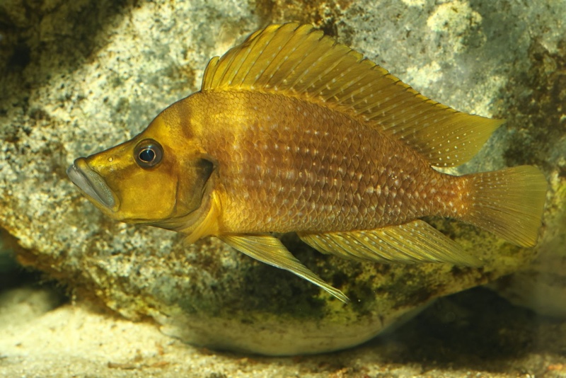 Altolamprologus compressiceps 'Talama'